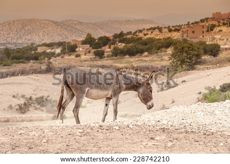 Brown donkey at field at summer. Morocco