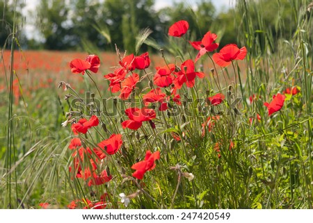 Red Poppy flower in the meadow at summer