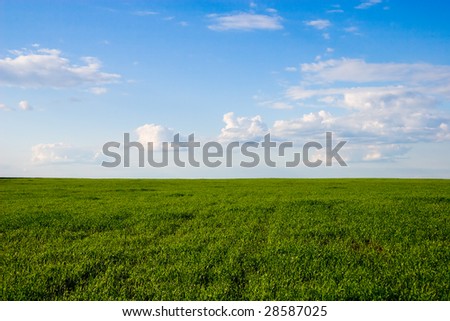 Summer landscape | Sunny field
