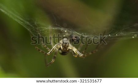 Macro photo of a spider hanging on a spiderweb upside down