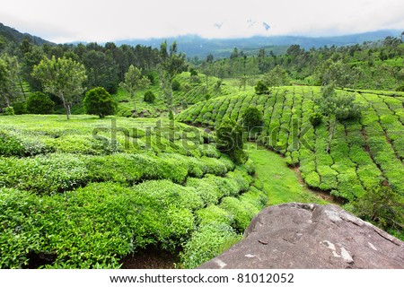 Tea plantations with water fall Munnar, Kerala, India /Tea estate/tea estate