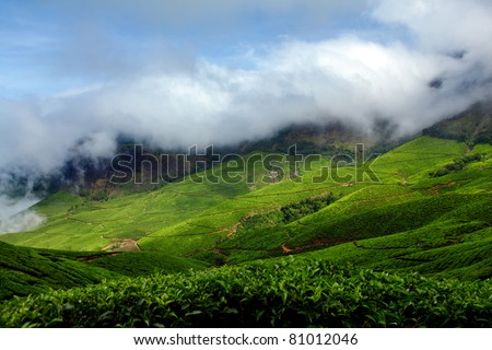 Tea plantations. Munnar, Kerala, India /Tea estate/tea estate