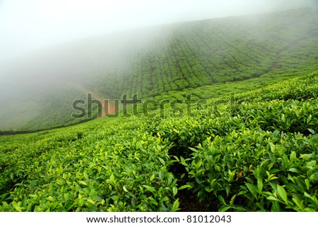 Tea plantations. Munnar, Kerala, India /Tea estate/tea estate