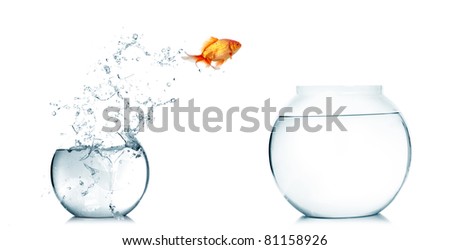 Gold fish jumping out of water in fishbowl