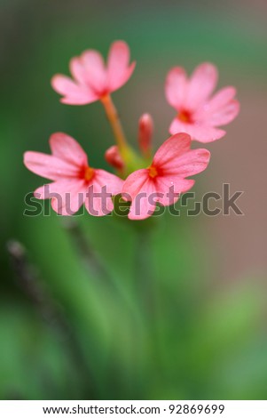 Small flower taken with macro lens.