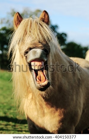 Icelandic horse laughs