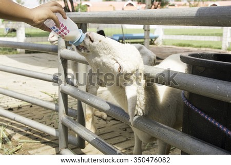 Sheep eating milk in farm