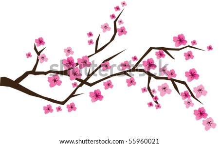 cherry blossom branch vector. stock vector : vector cherry