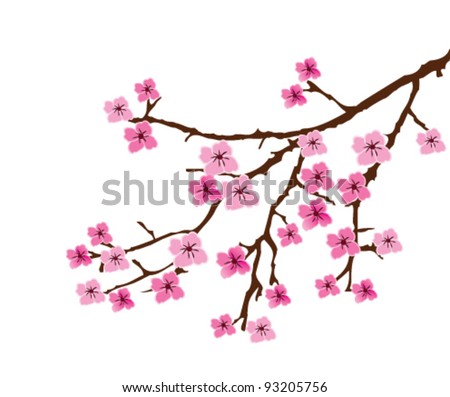 Cherry Blossoms Branches