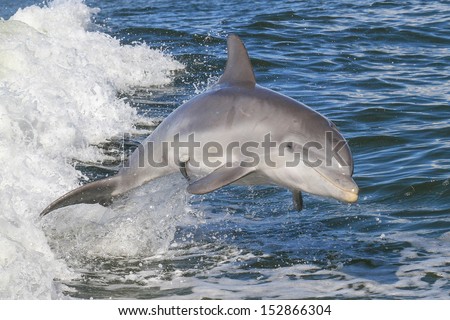 Atlantic Bottlenose Dolphin (Tursiops truncatus)
