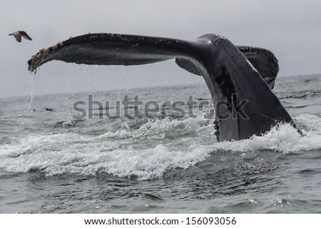 Humpback Whale (Megaptera Novaeangliae)
