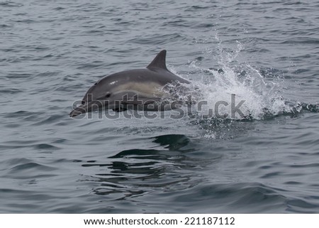 Long-beaked Common Dolphin - Delphinus capensis