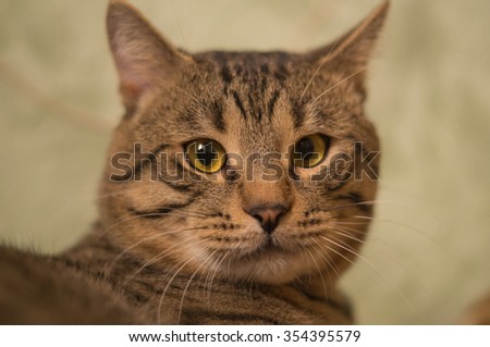 grey striped cat sitting with a puzzled face