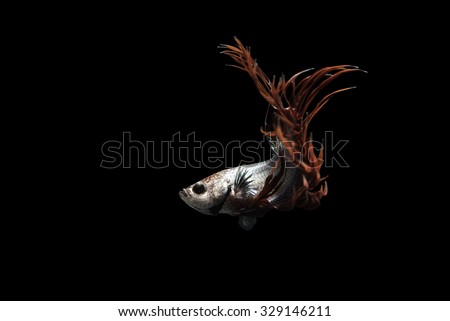 Crown tail Siamese Fighting Fish dancing on black background