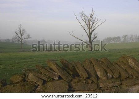 Rock wall and trees on a misty morning.