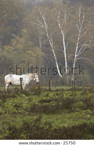 A white horse in the rain, fall colors in the background.