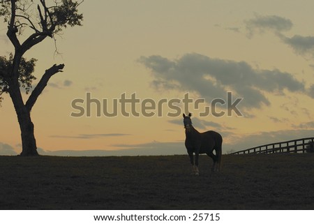 Horse silhouette(with a little detail in horse) at sunset.