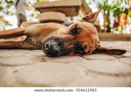 Close up portrait of a tired dog slipping outdoors on a concrete floor
