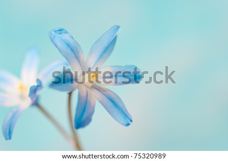 closeup of two blue flowers on a bright background