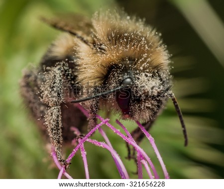Bumble bee covered in pollen on purple thistle
