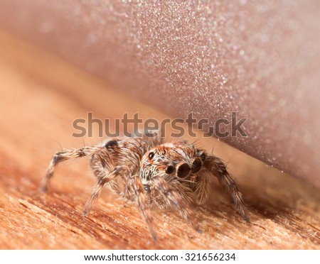 Cute small jumping spider hides on wooden surface