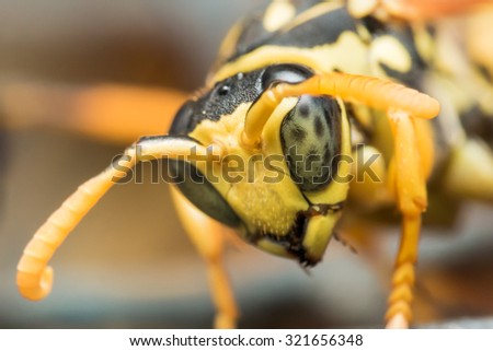 black and yellow wasp with green eyes looks down