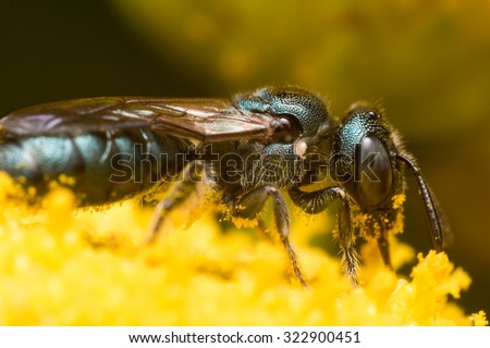 Dark Green Carpenter bee (Ceratina) extracts pollen from a yellow flower