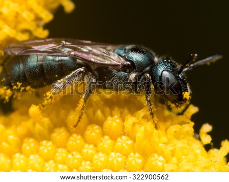 Dark Green Carpenter bee (Ceratina) extracts pollen from a yellow flower