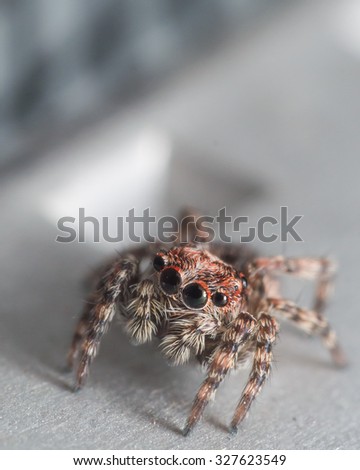 small jumping spider with red around eyes looks up