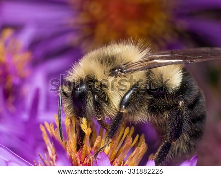 Portrait of fuzzy bumble bee on purple aster flower