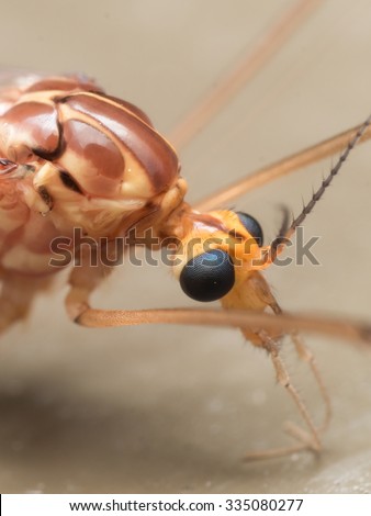 Detailed macro photo of crane fly shows bright blue compound eyes and antennae