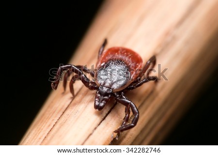 Close up photo of adult female deer tick crawling on piece of straw