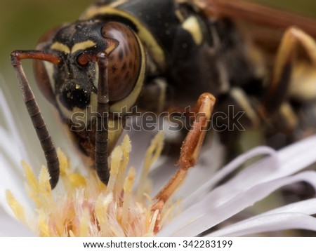 Paper Wasp (Polistes) Extracts Pollen from White Aster Flower