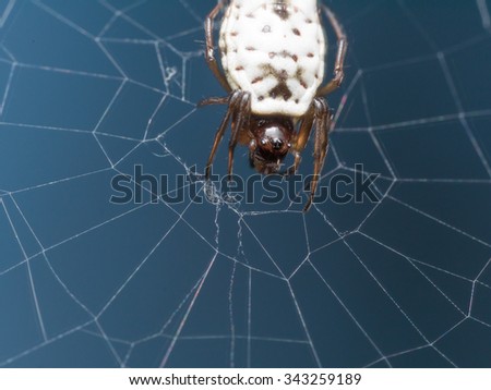 White Micrathena Spider (Micrathena mitrata) Hangs in Web.  This strange looking orb weaving spider is very small and is often found in parks and forests