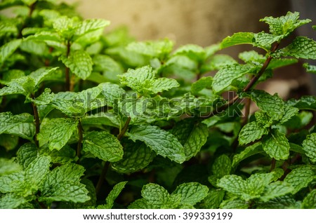 Mint leaves.Mint leaves.Mint leaves background.peppermint.leaves of mint on green background.Closeup of fresh mints leaves texture or abstract background.Green fresh mint , selective focus