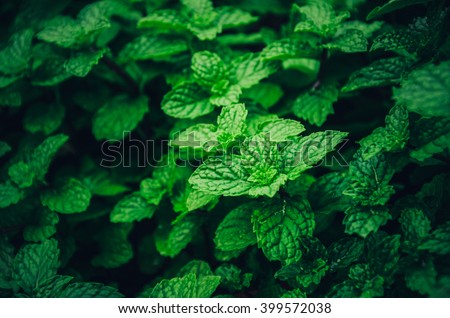 Mint Background green leaves.Herb leaves in Garden.