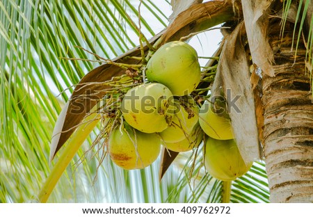 Closer Coconut cluster on Tree of sea sky bright atmosphere.

Coconut cluster on coconut tree