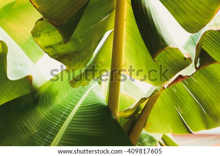 Banana leaf backlit Sun,Abstract  background of A Lot Green leaves surface