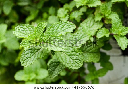 Mint leaf green plants with aromatic properties of strong teeth and fresh ivy as a ground cover plant types Tropical Vegetables