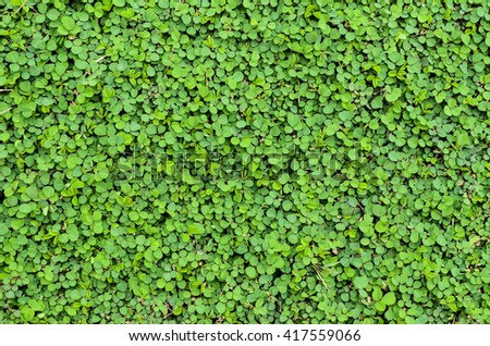 Fresh green leaves.Green background with leaves.