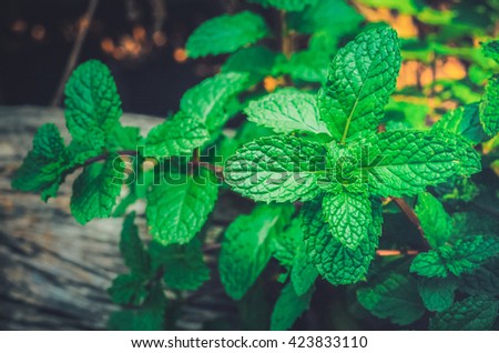 Mint leaves background.Closeup fresh peppermint leaves  on green background.