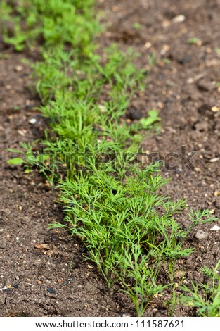 dill growing on the vegetable bed