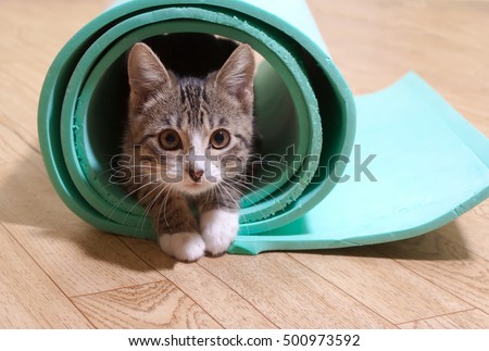Kitten sitting on a yoga mat. The cat is on the mat for yoga, fitness
