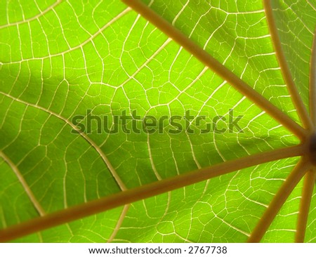 Sun back lit leaf close up