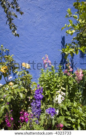 Mediterranean garden with a blue wall background