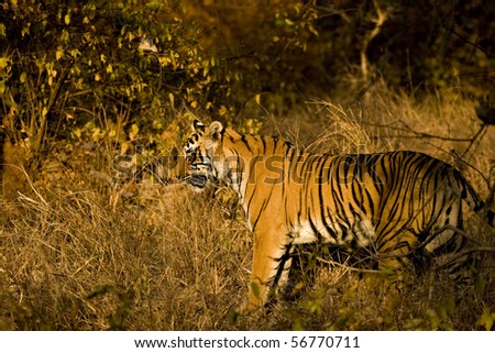 Tiger standing on the dry grasses of the  dry deciduous forest of Ranthambore tiger reserve at sunrise