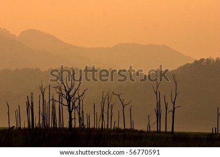 Sal forests silhouetted at dawn in Corbett
