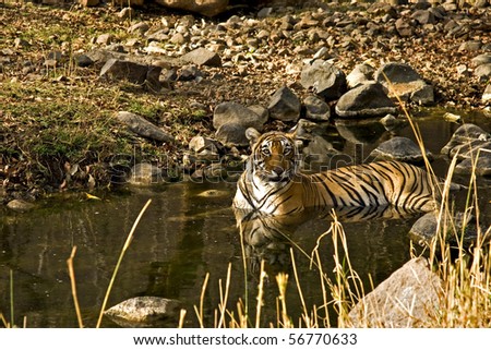 Tiger sitting in a waterhole in Ranthambore national park with reflection in the water