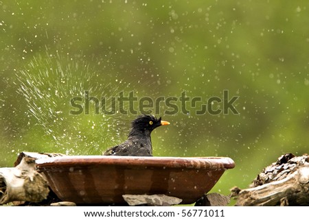 jungle bath