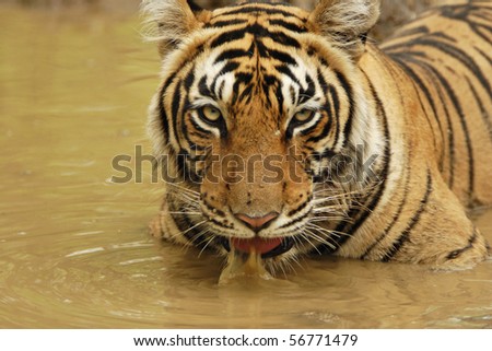 Tiger sitting and drinking water in a water hole in Ranthambhore